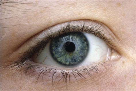 eye stock image|picture of human eye.